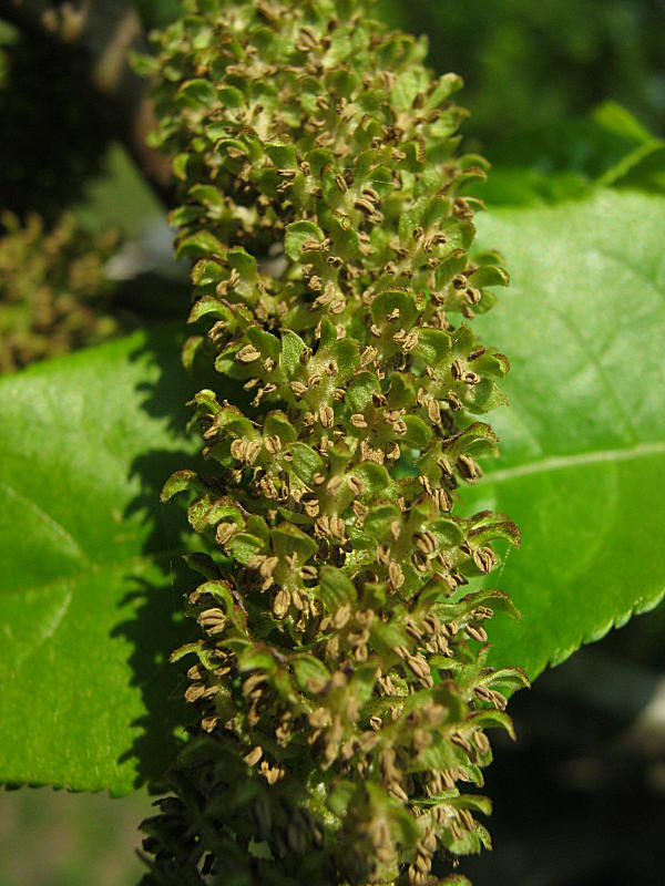 Pterocarya fraxinifolia (Lam.) Spach. {F 4063}