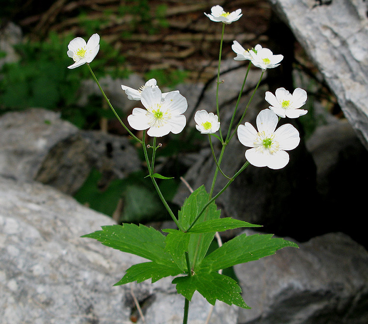 Ranunculus_platanifolius.jpg