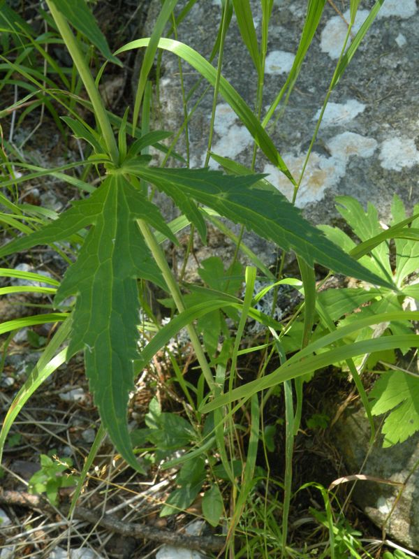 Ranunculus_platanifolius_7.JPG