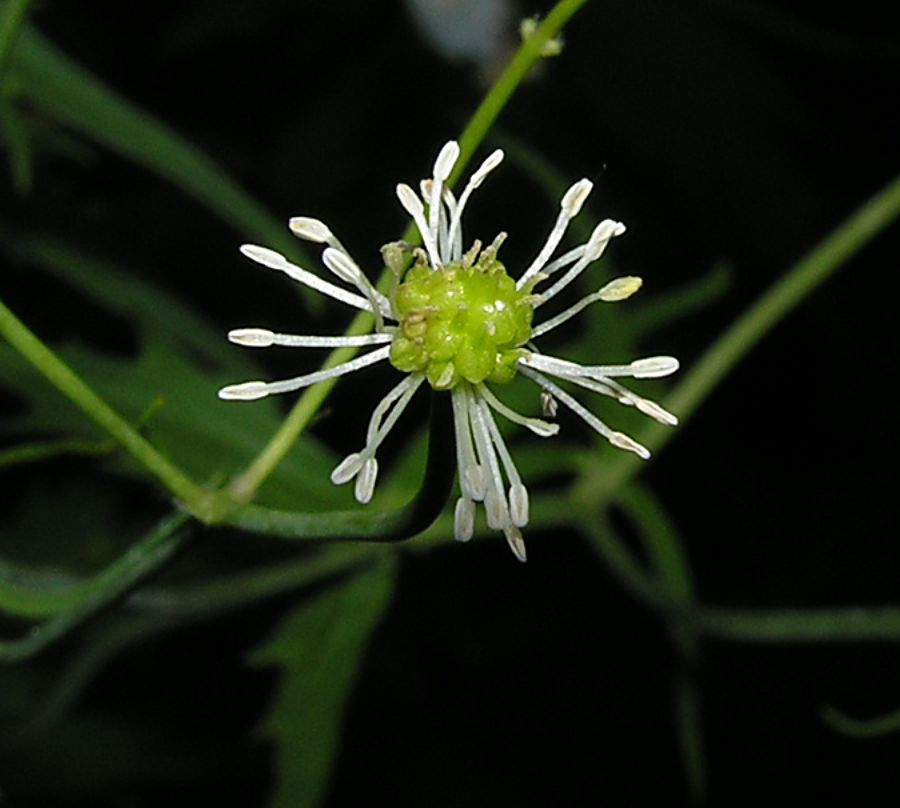 Ranunculus_platanifolius_6.jpg
