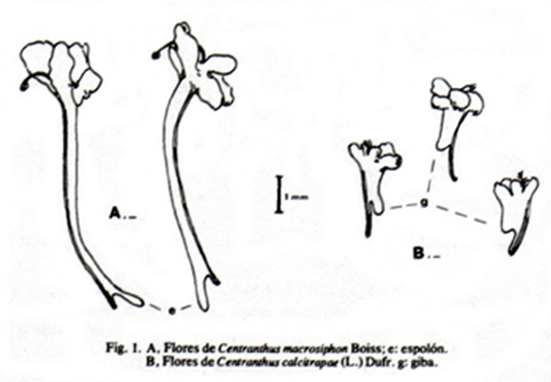 Fig. 1 tratto da FANLO R., 1986 – El Genero Centranthus DC: en España. I. seccion Calcitrapa Lange. Lagascalia 14 (1)