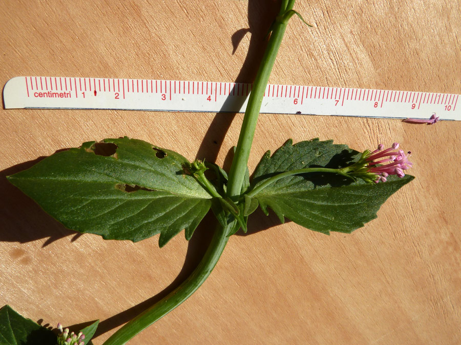 Centranthus macrosiphon Boiss. - particolare delle foglie superiori
