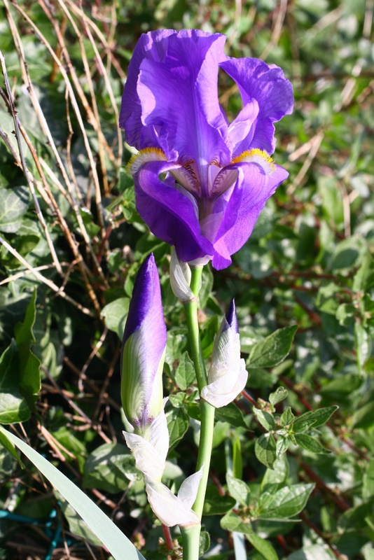 Iris pallida Lam. {F 4008}