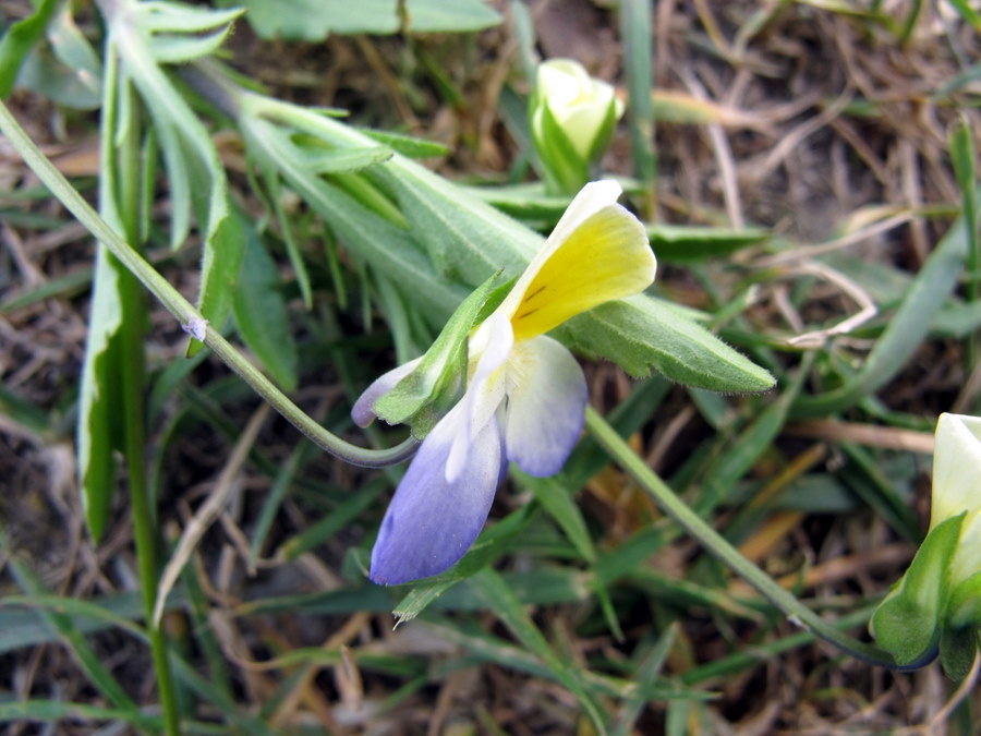 Viola_tricolor_L. - Violaceae - Viola del pensiero (8).JPG