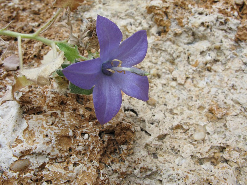 campanula-isophylla3-finale-dicembre-2007.jpg