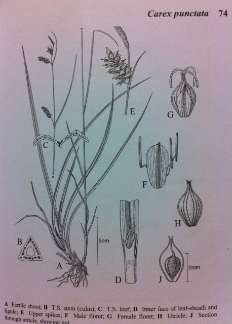 Carex punctata da Flora britannica cyperaceae disegno.JPG