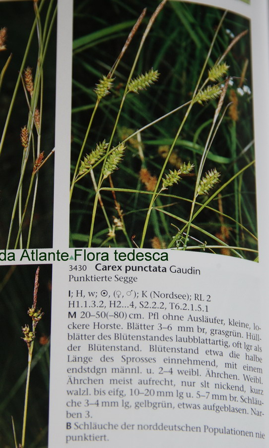 Carex punctata da Atlante Flora tedesca.jpg