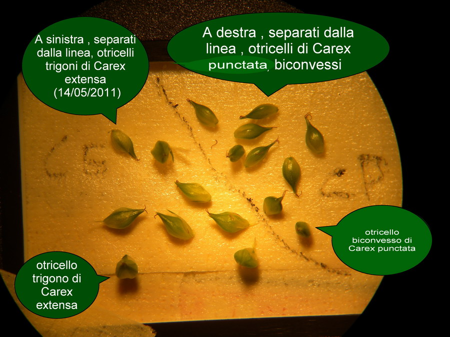 2011_05_14_RA_Carex extensa - punctata otricelli DSCN0597.JPG