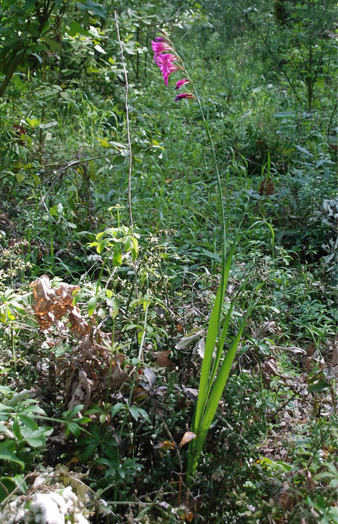 Gladiolus_communis_subsp._byzantinus_2011521_01.jpg