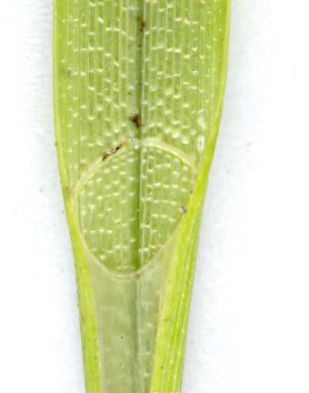 Ligula di Carex riparia