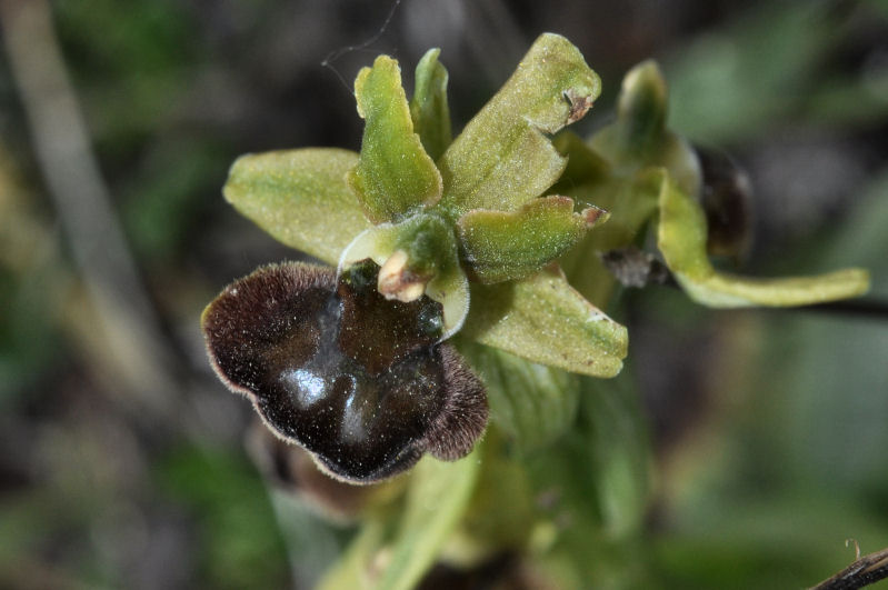 Rosciolo_26_Ophrys.jpg