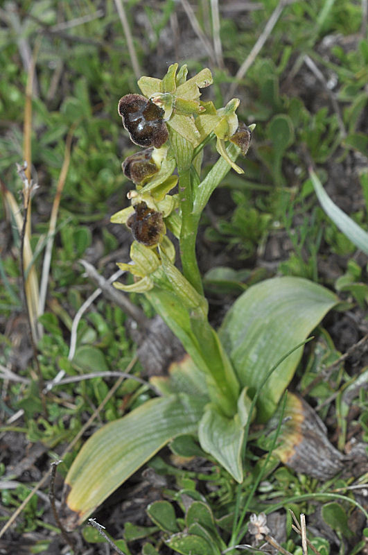 Rosciolo_27_Ophrys.jpg