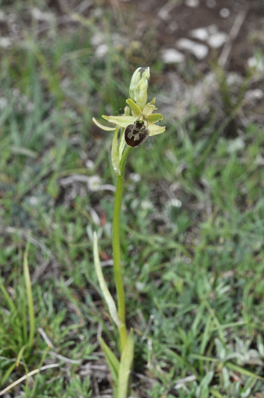 Rosciolo_28_Ophrys_sphegodes.jpg