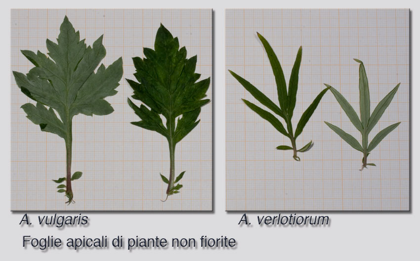 Artemisia-vulgaris12850CFR-verlotiorumTalonRielabC.jpg