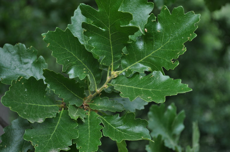 Quercus cerris 2.jpg