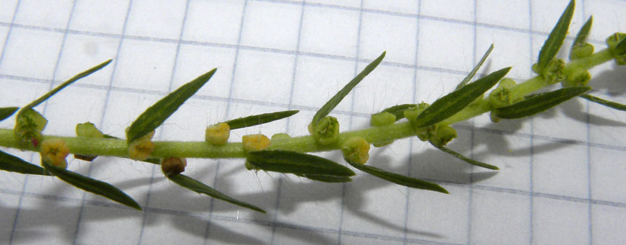 Kochia scoparia (L.) Schrader subsp. scoparia 4.jpg