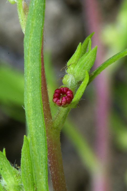 Kochia scoparia (L.) Schrader subsp. scoparia 2.jpg