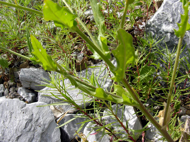 Biscutella cichoriifolia Loisel foglie caule.jpg