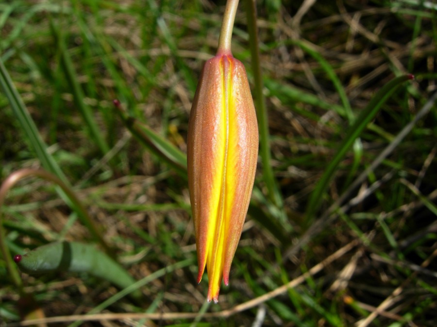 Tulipa australis Link.3.jpg