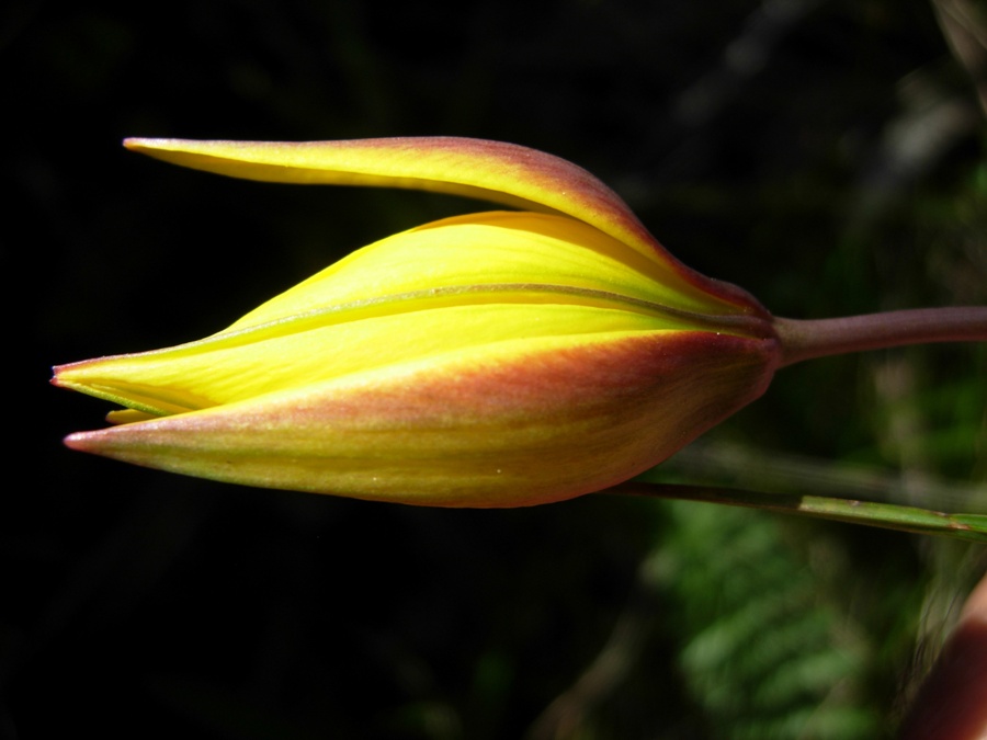 Tulipa australis Link.4.jpg