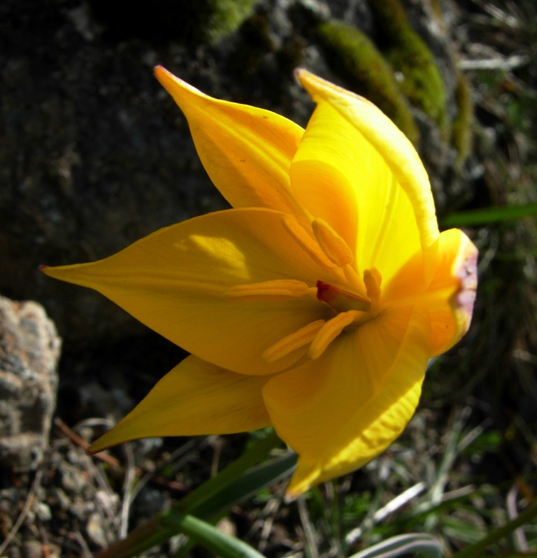 Tulipa australis Link.5.jpg