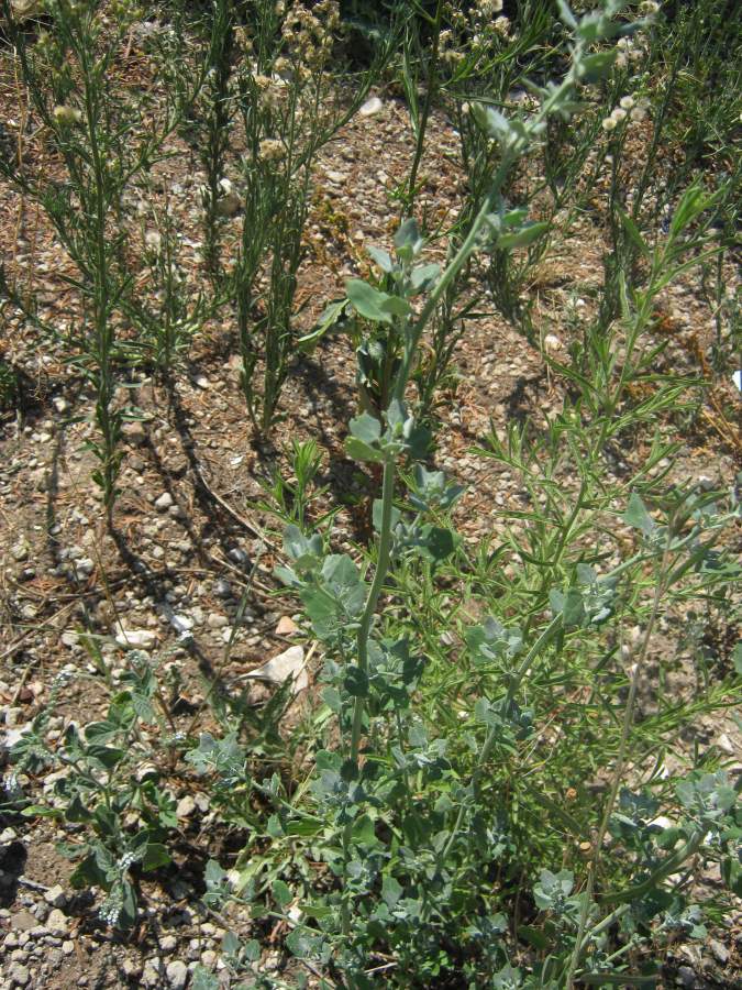 chenopodium-opulifolium3679.jpg