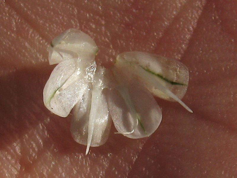 Allium-6.jpg