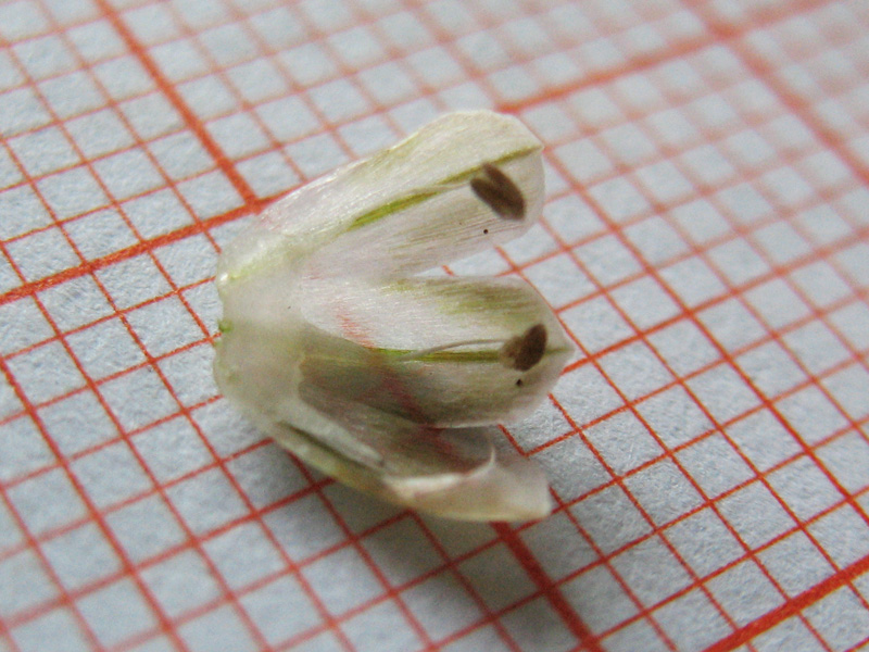 Allium-7.jpg