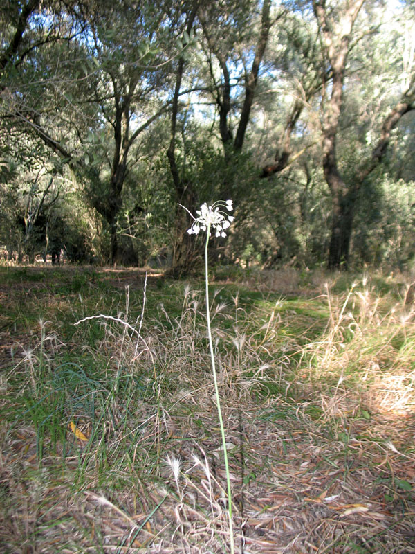Allium-9.jpg