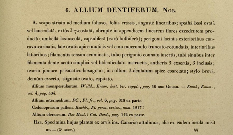 allium longispathum.jpg