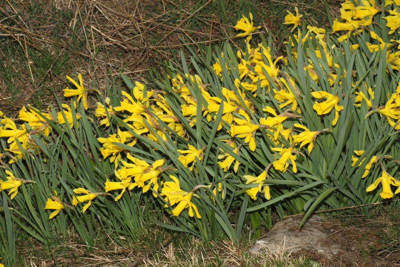 Narcissus pseudonarcissus 1b.JPG