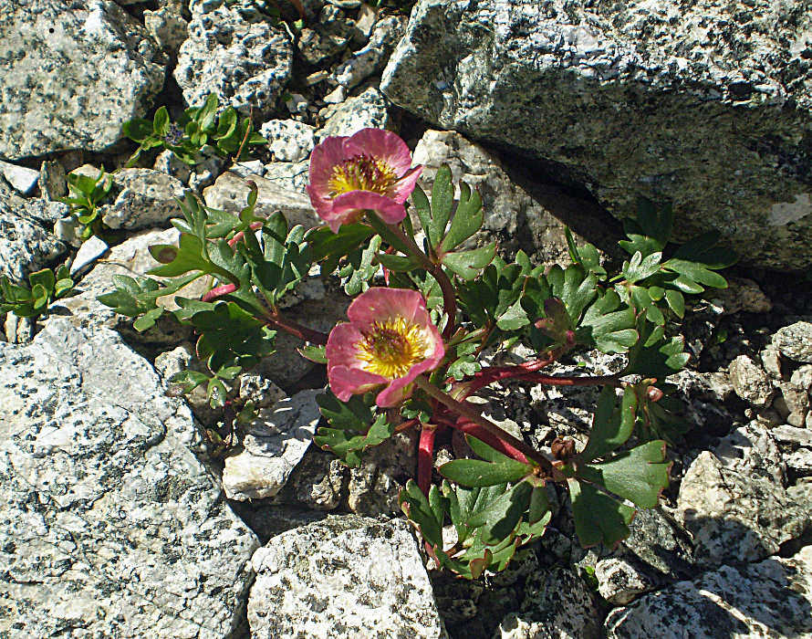 P8090012 Ranunculus glacialis L.JPG