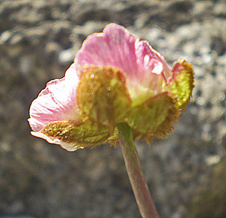 P8090013 Ranunculus glacialis L.JPG