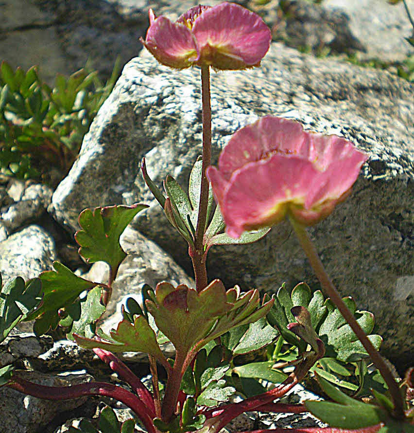 P8090015 Ranunculus glacialis L.JPG