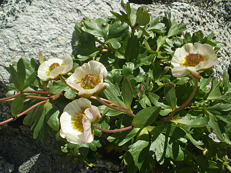P8090016 Ranunculus glacialis L.JPG