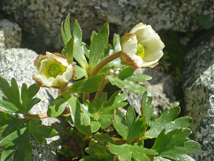 P8090084 Ranunculus glacialis L.JPG