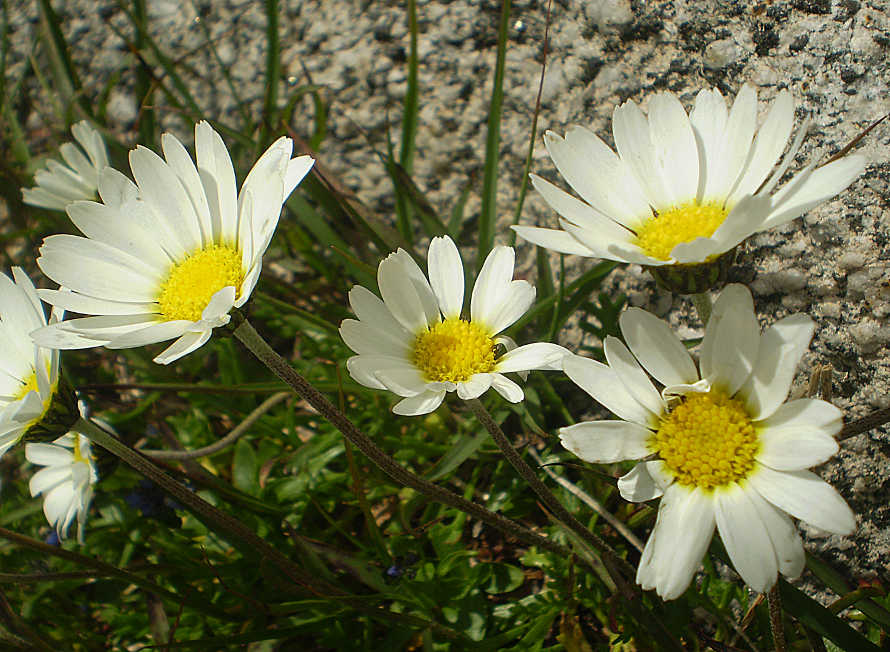 P8090137 Leucanthemopsis alpina .JPG