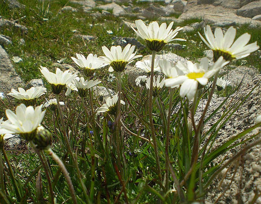 P8090136 Leucanthemopsis alpina .JPG