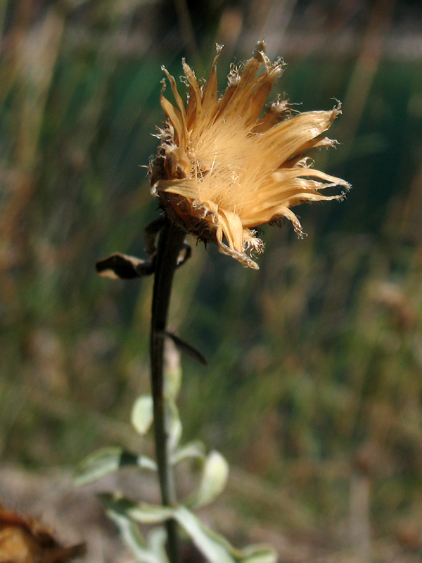 Centaurea scannensis {F 4814}