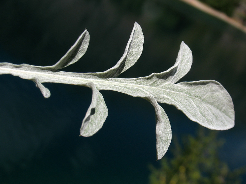 Centaurea scannensis {F 4814}