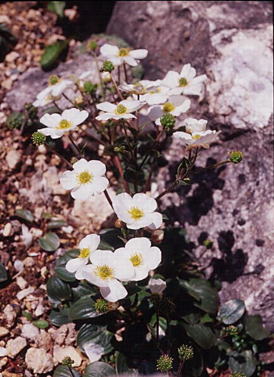 Ranunculus_parnassifolius_3.jpg