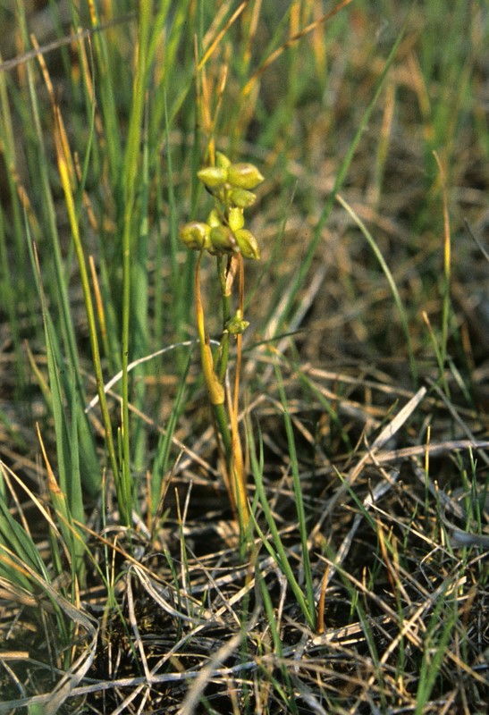 Scheuchzeria palustris