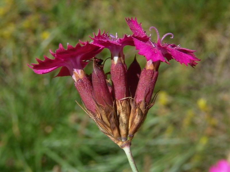 3 Dianthus carthusianorum subsp. carthusianorum L. DSC08455.jpg
