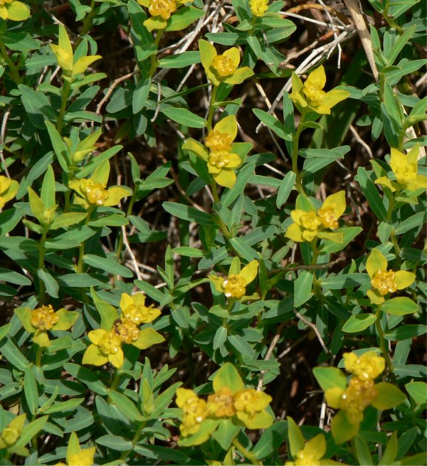 Euphorbia_spinosa_1.jpg