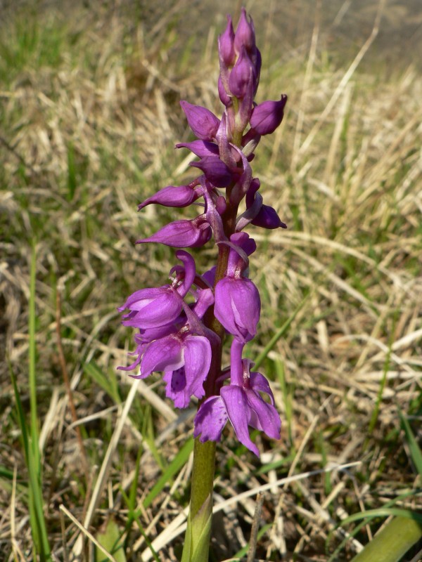 Orchis_mascula_825.jpg