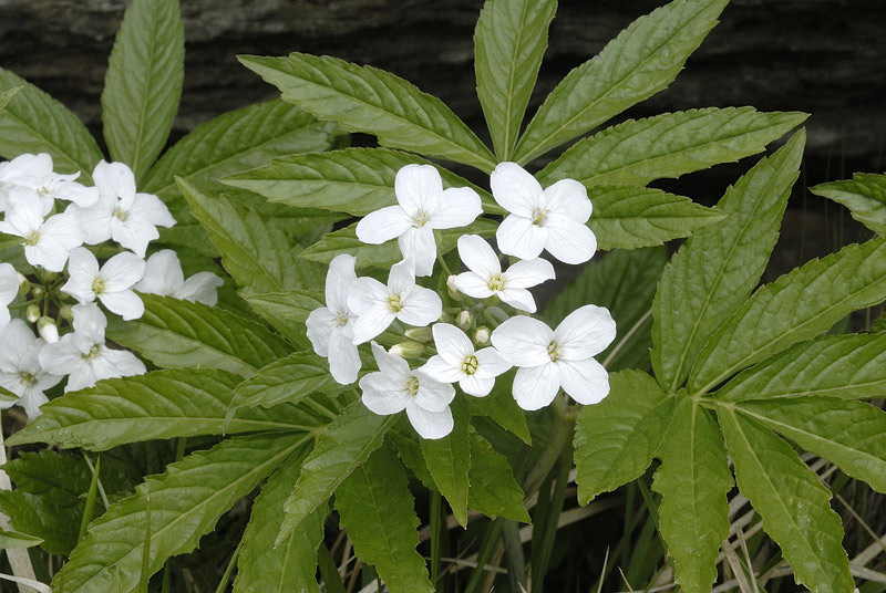 Cardamine-heptaphylla-.jpg