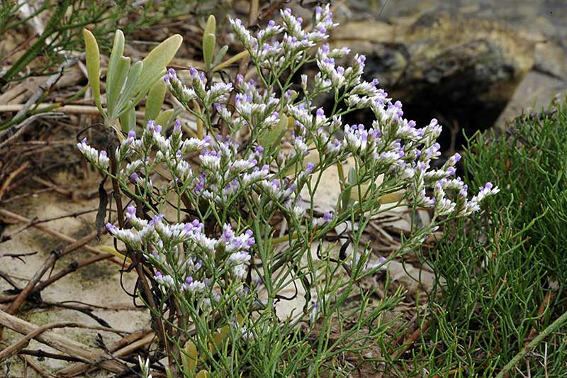 6Limonium-bellidifolium.jpg
