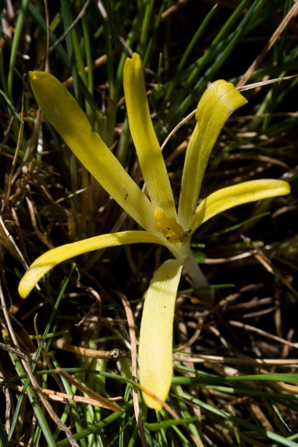 Sternbergia colchiciflora Waldst. & Kit..jpg