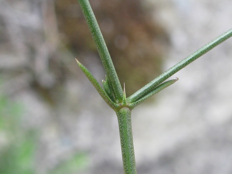 Asperula cynanchica L. 8.jpg