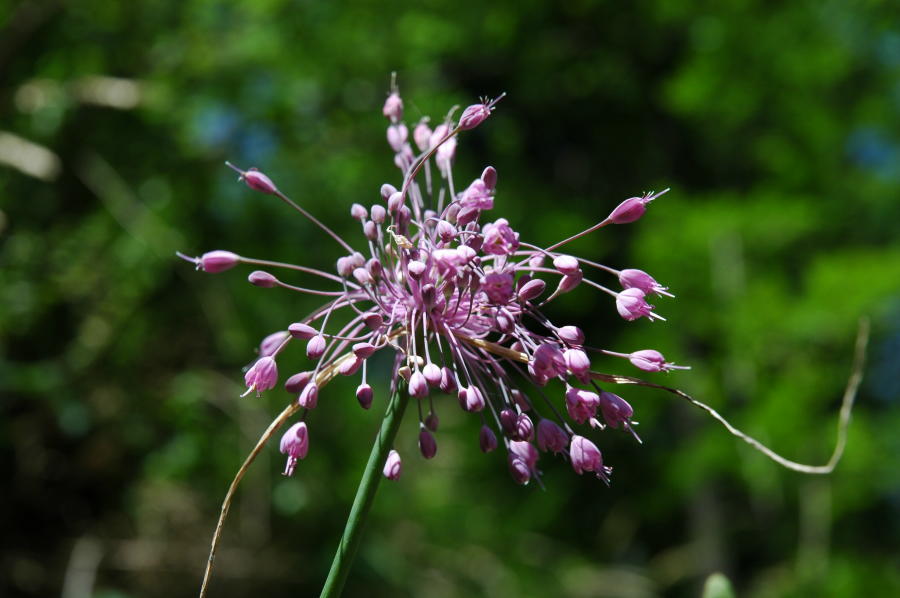014-Allium_coloratum.JPG